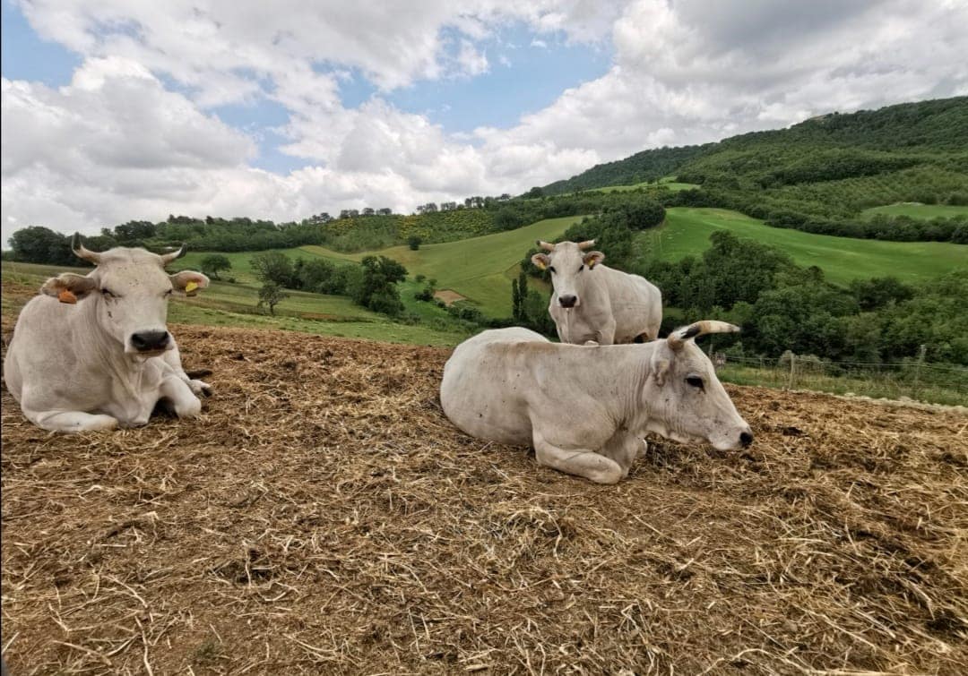 Azienda agricola Ciacci di Ciacci Luca - immagine 2